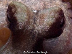 Octopus vulgaris
E.T.(The Extra-Terrestrial 1982) film s... by Cumhur Gedikoglu 